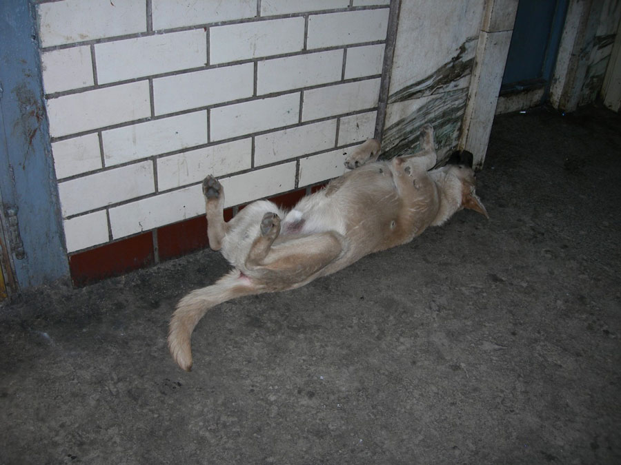 La Russie massacre tous les chiens errants pour nettoyer