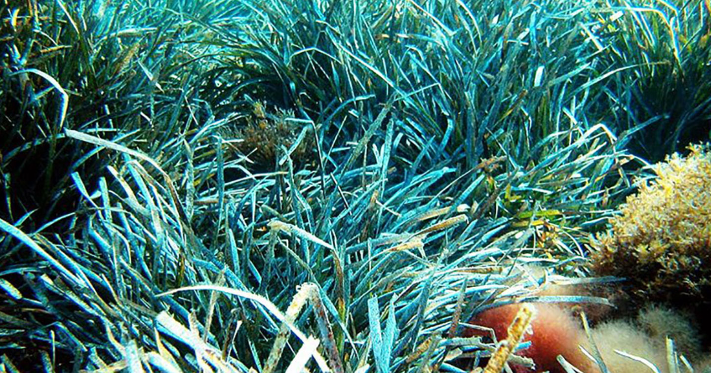 La Posidonia oceanica, une plante aquatique essentielle à