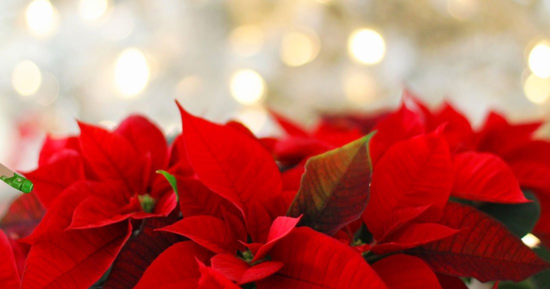 Le Poinsettia, cette superbe plante rouge qui symbolise