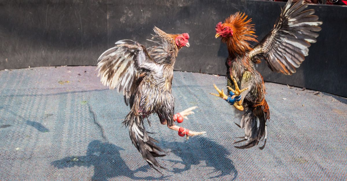 Porto Rico contrainte d'interdire les combats de coq, après 400 ans de