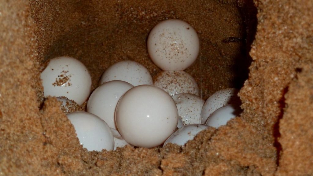 Limmonde commerce dœufs de tortue marine bientôt