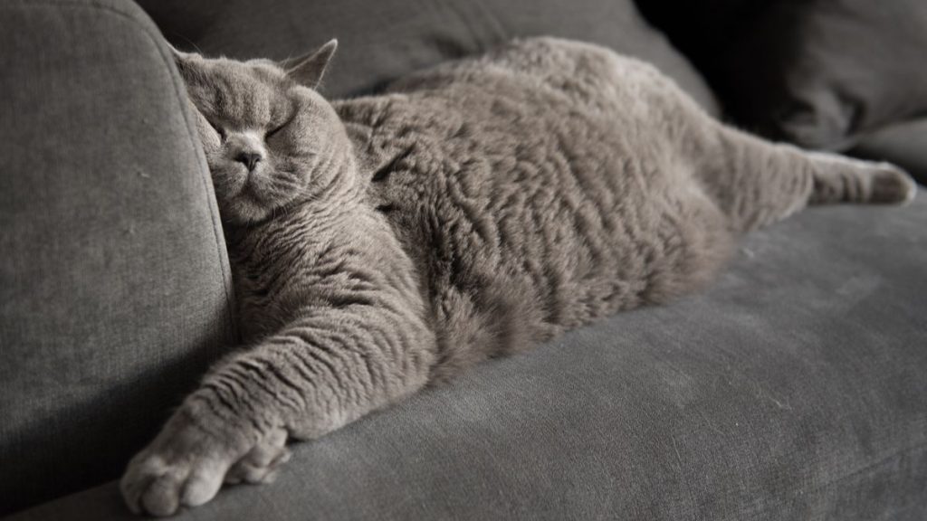 These animal lovers make adorable custom sofas for their cats