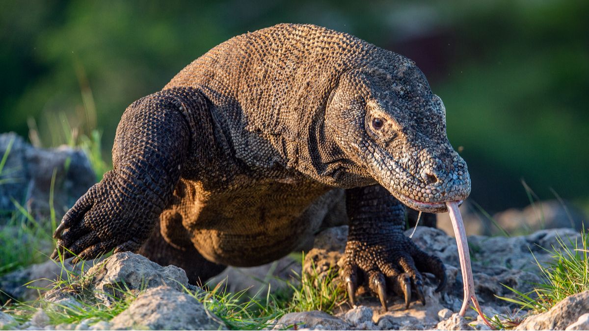 Les dragons de Komodo sont extrêmement menacés par le réchauffement