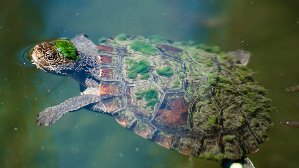 Le saviezvous ? Il existe des tortues capables de