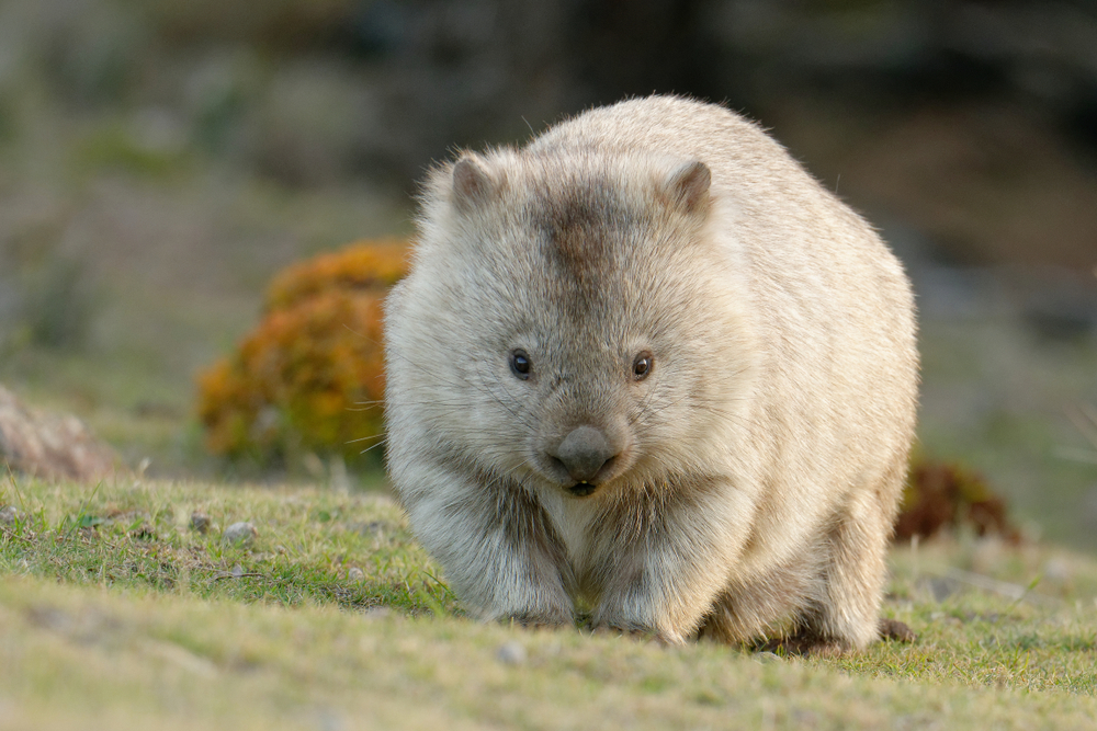On sait pourquoi les wombats sont les seuls animaux au monde à produire