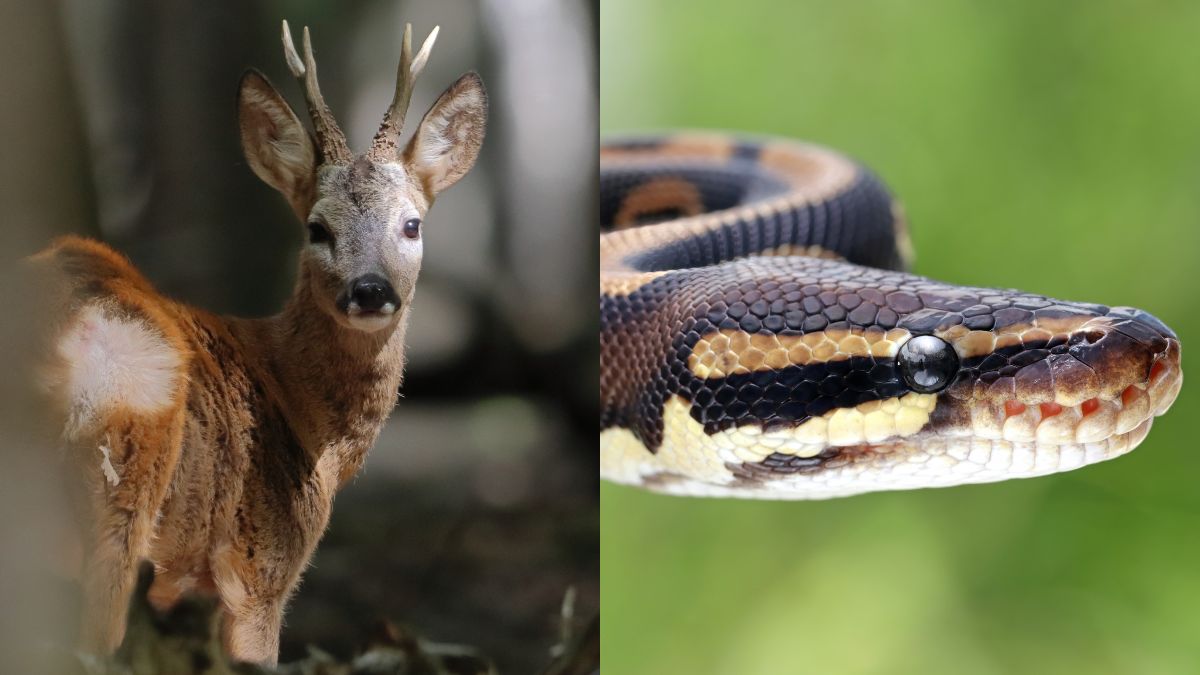 Deer Eating Snake Exploring the Carnivorous Behavior of WhiteTailed