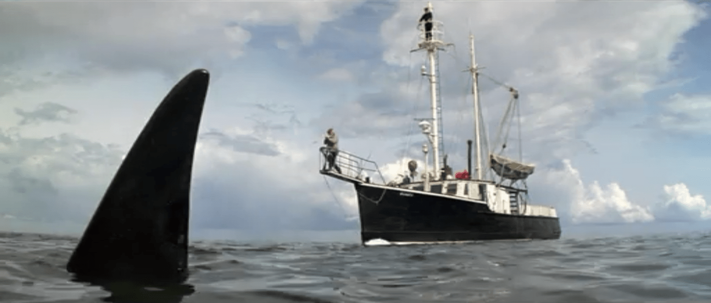 Daily Grindhouse [A WHOLE DIFFERENT ANIMAL] ORCA (1977