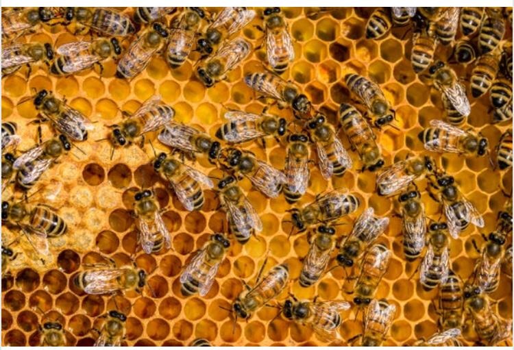 2 Siblings Dead, Others Injured In Awutu Bees Attack DailyGuide Network