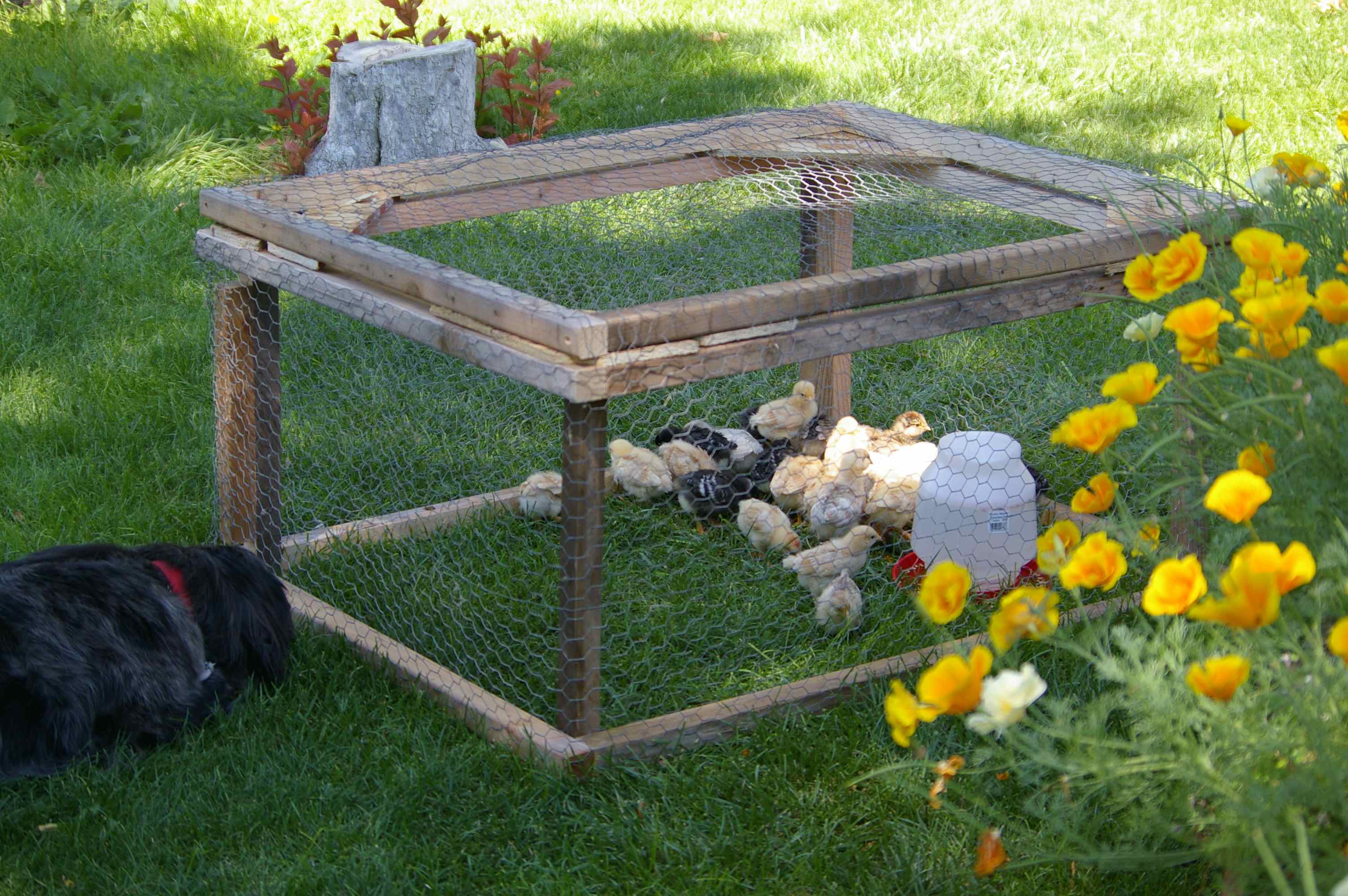 Why Chickens are the Perfect Pet for the Gardener