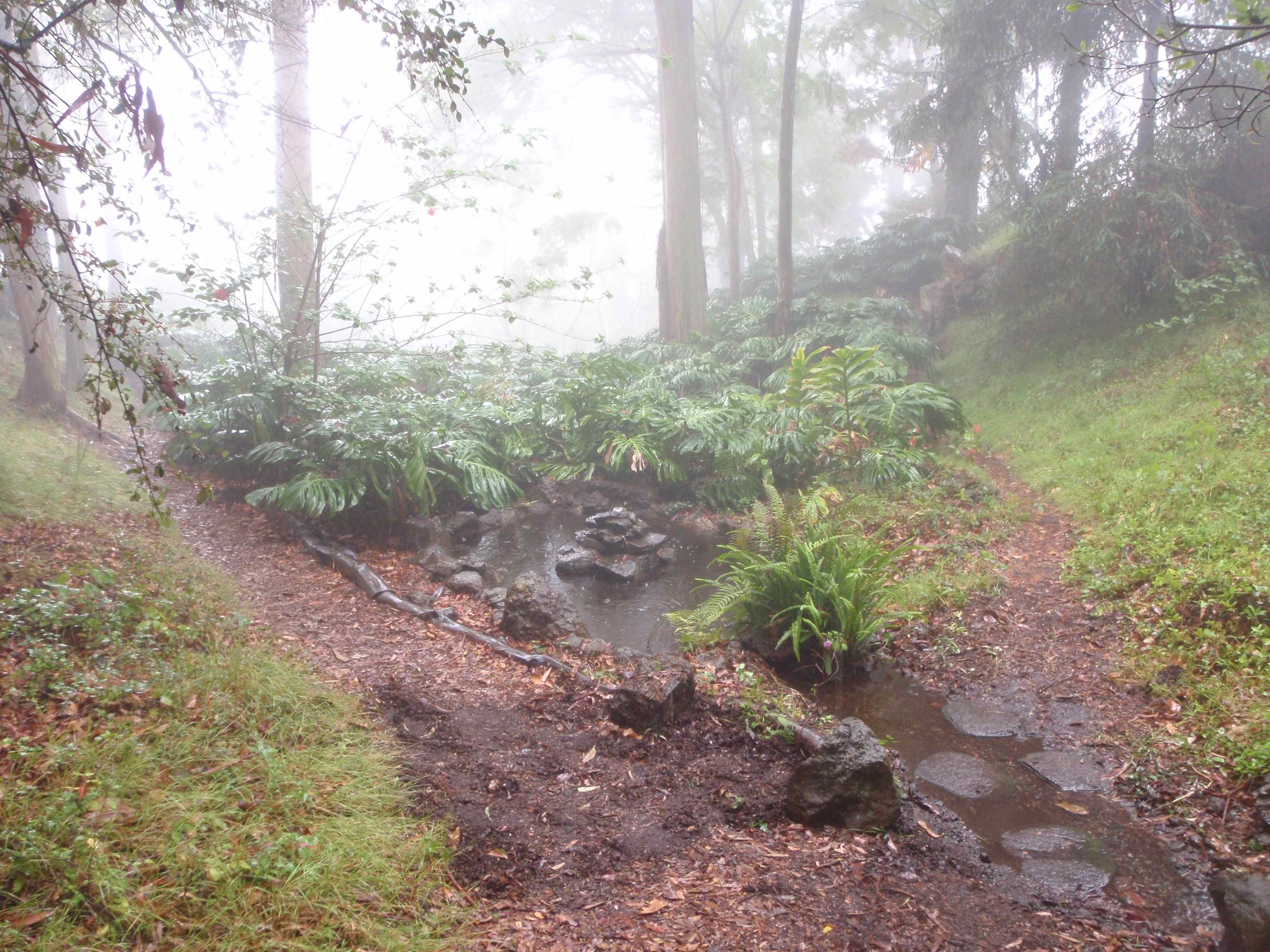 Kula Botanical Gardens on Maui Stretch Your Legs In a Refreshing