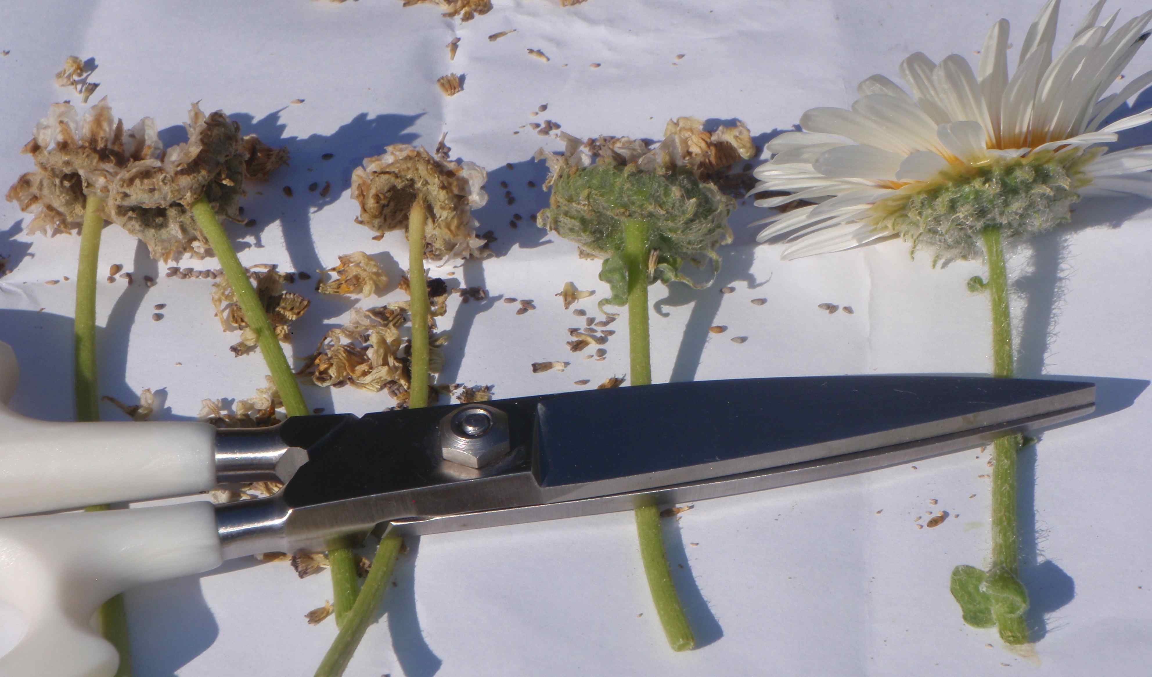 Saving Cape Daisy Seeds is Easy