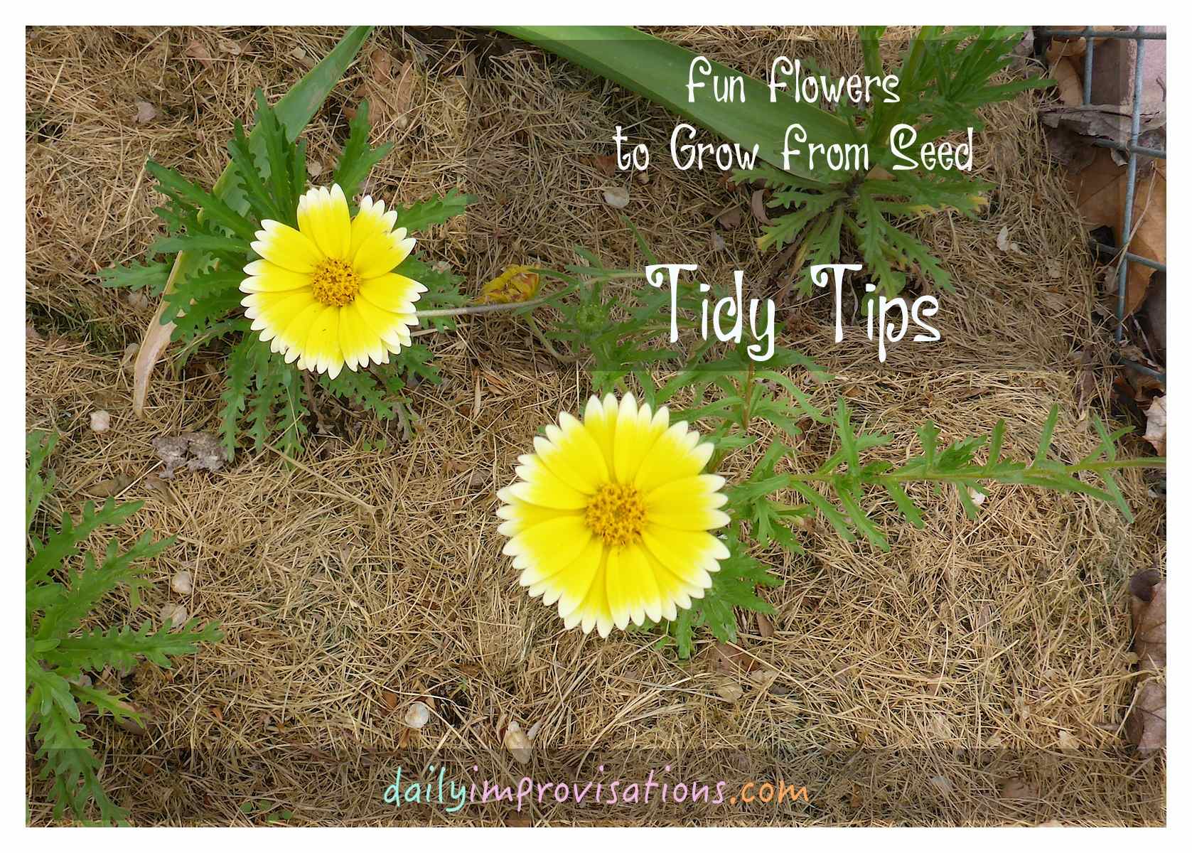 Fun Flowers to Grow From Seed Tidy Tips
