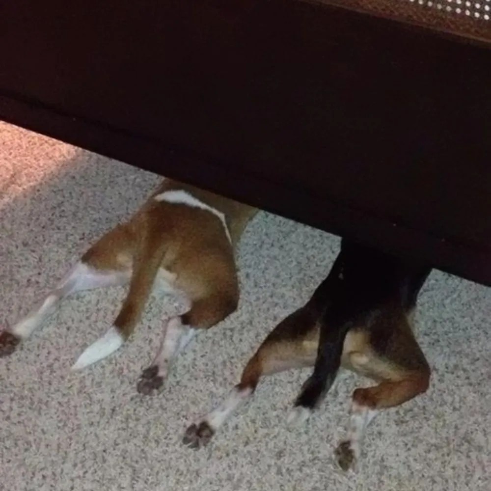 These Dogs Who Think They’re Hiding Are Simply Hilarious