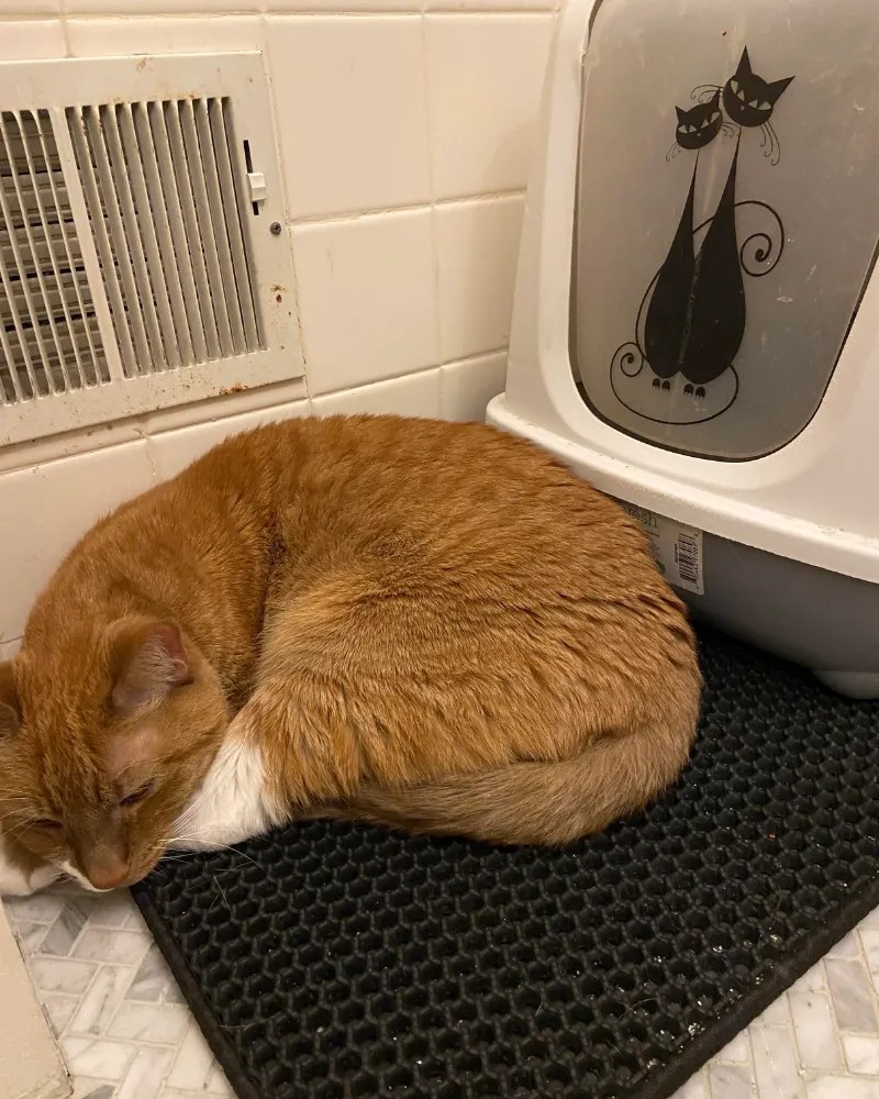 These 30+ Cat Hacks That Will Make Every Cat Owner’s Life Easier