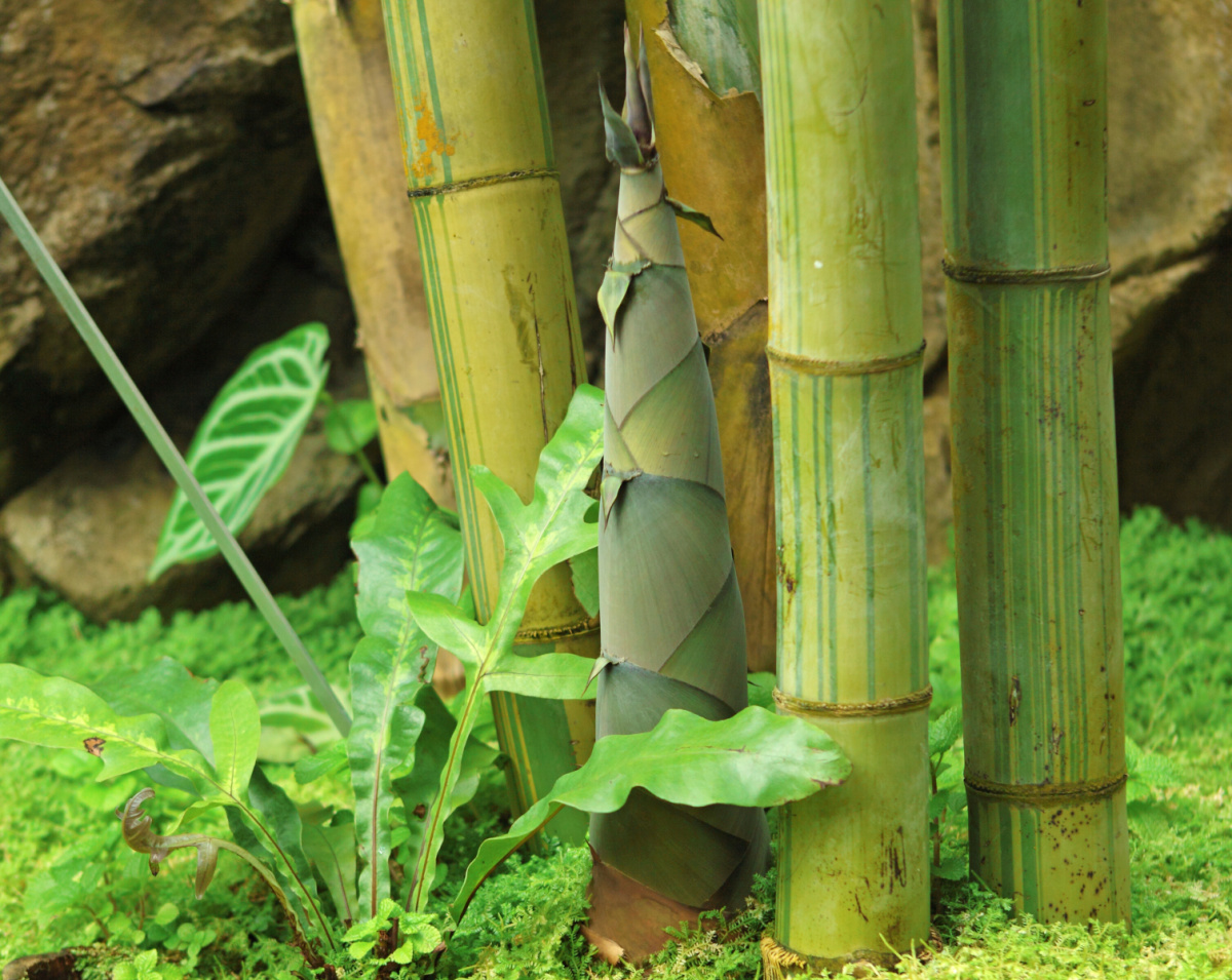 How to Grow Bamboo? Daily Medicos