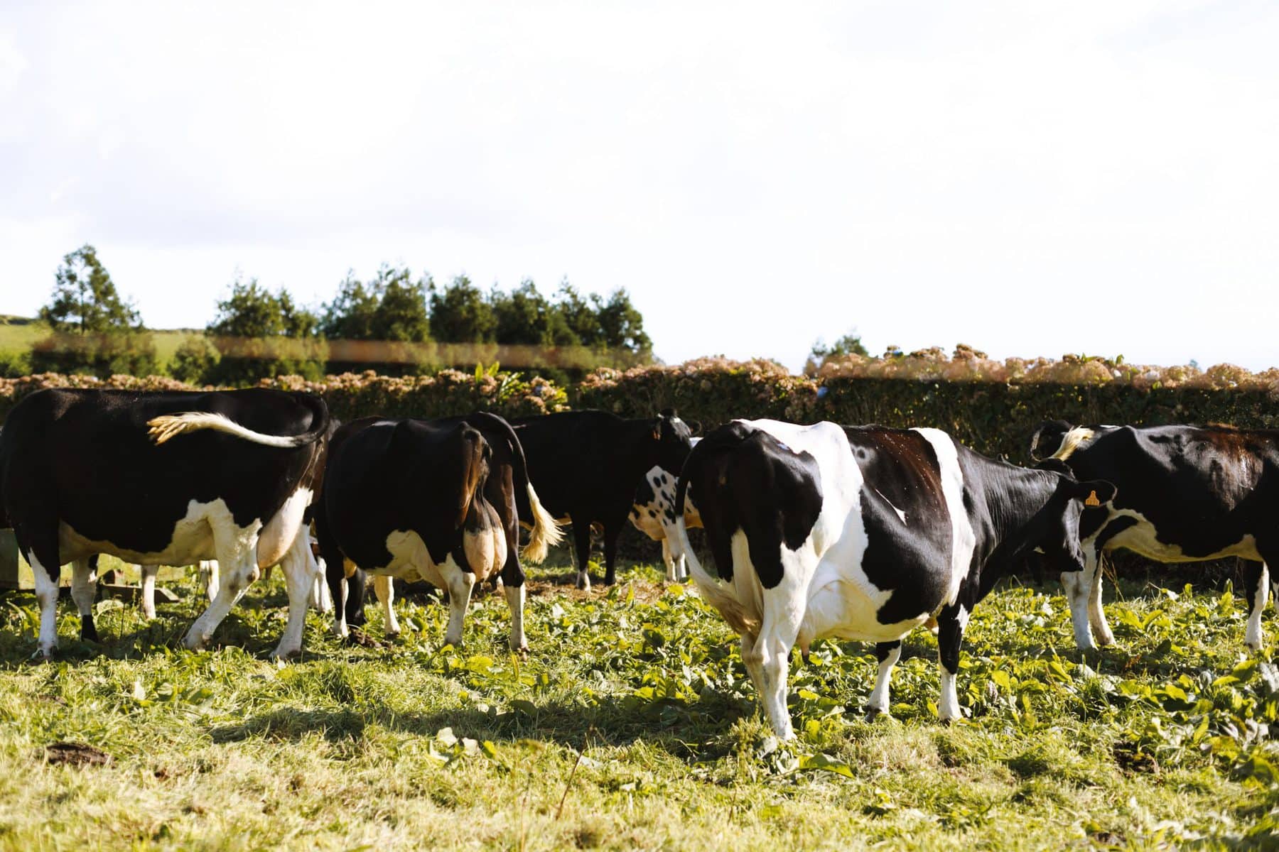Mooving Onto Cows Milk For Babies, Let’s Get Started! Parenting Hours
