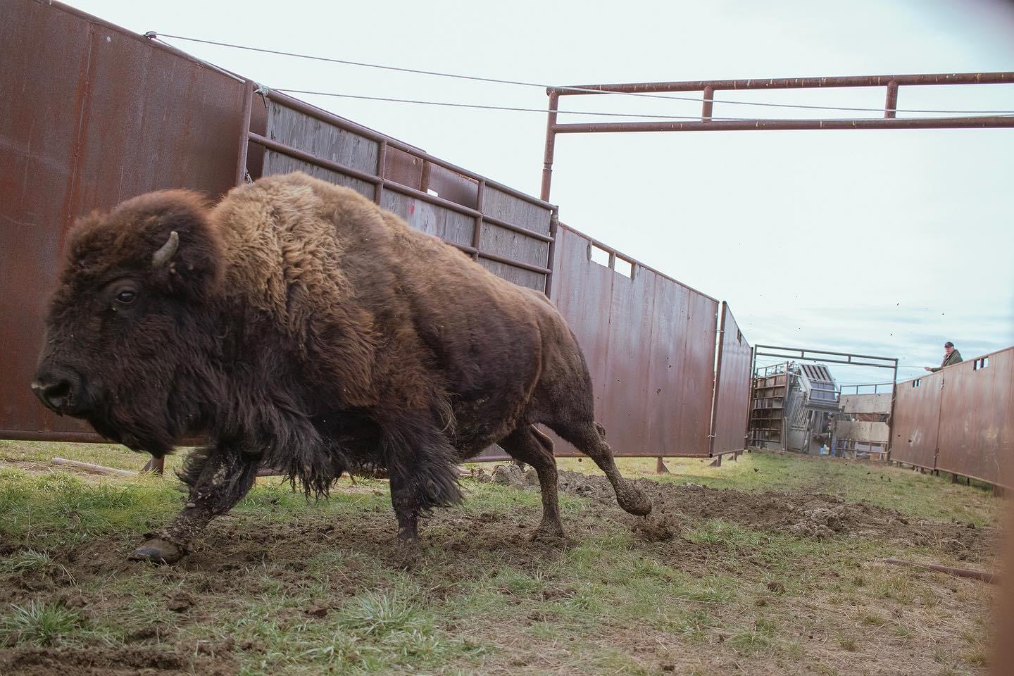 American Prairie partners with tribal nations to restore bison • Daily Montanan