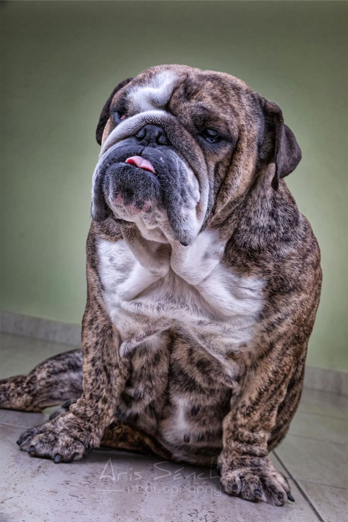 Hilarious High Resolution Images Of Animals Making Funny Faces