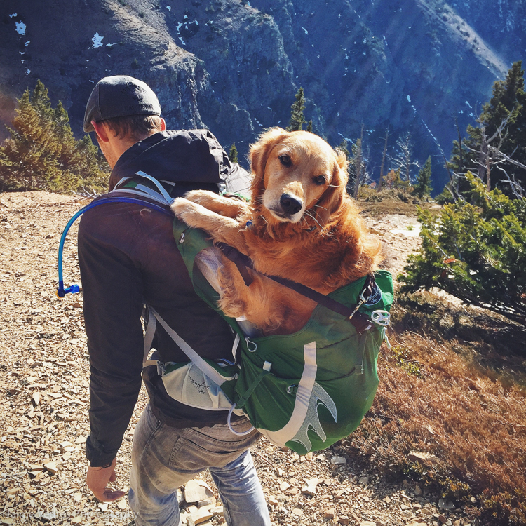 Our Dog in a backpack at Daily Photo Dose
