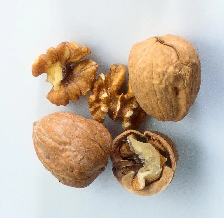 Did you know? New discovery confirms that walnut boosts sperm