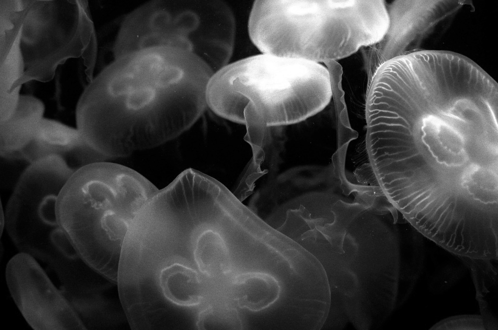 Keck researchers use bioluminescence to treat cancer Daily Trojan