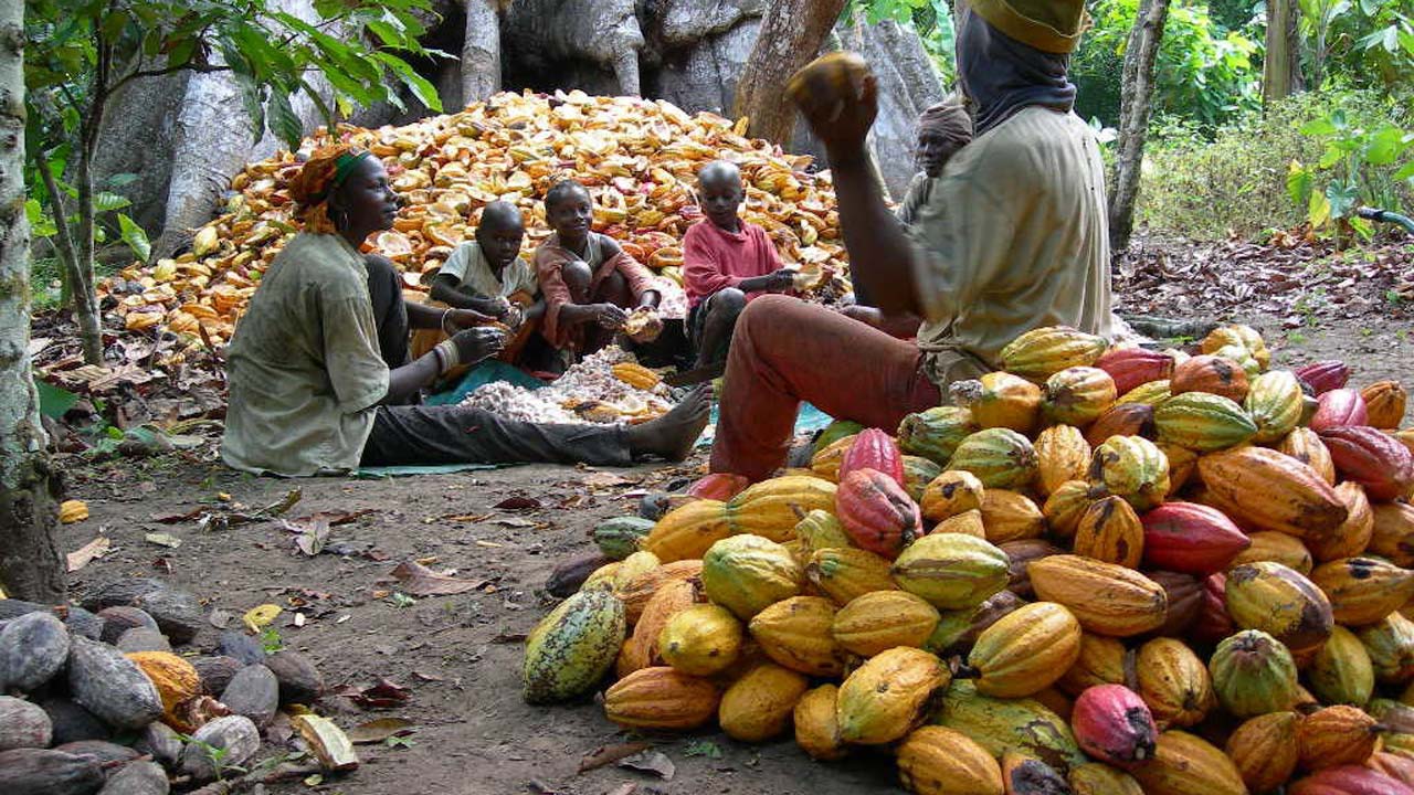 Why Nigeria is losing cocoa power in global market Agric minister