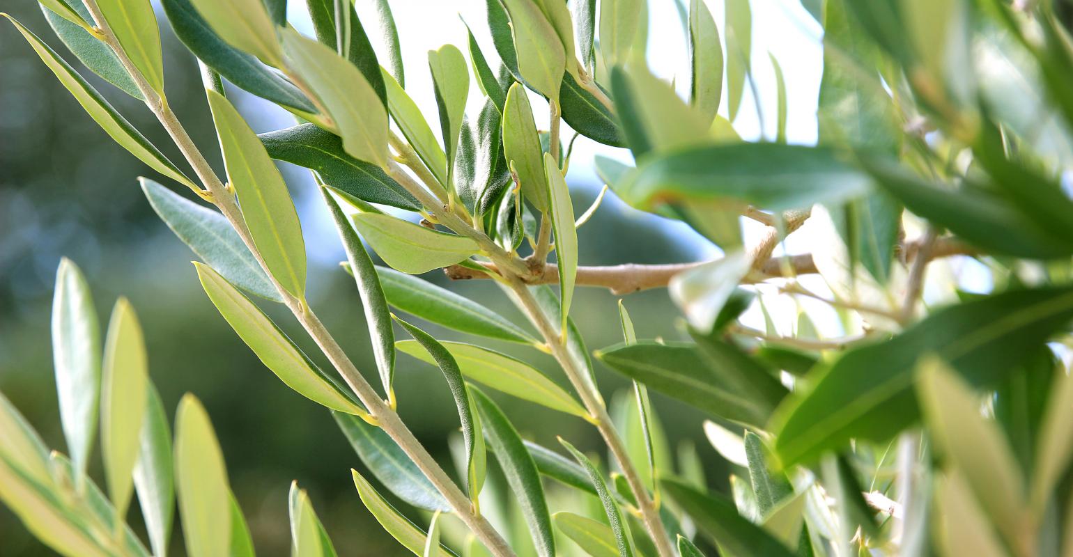 Health Benefits of Olive Leaf Daily Trust