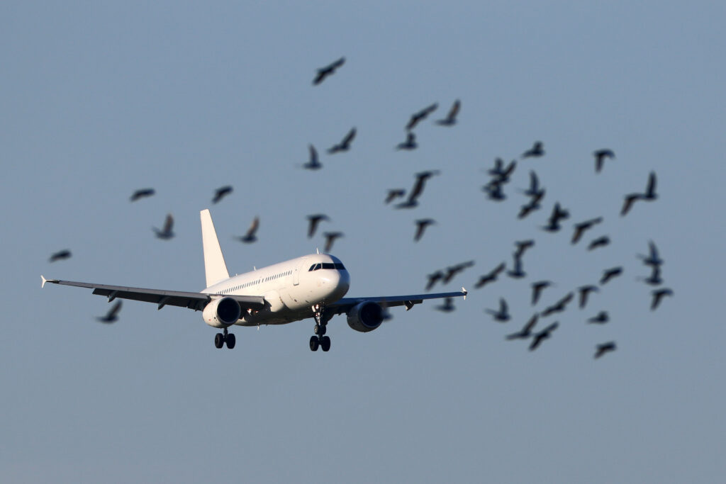 EXPLAINER Do passengers escape death during bird strike? Daily Trust