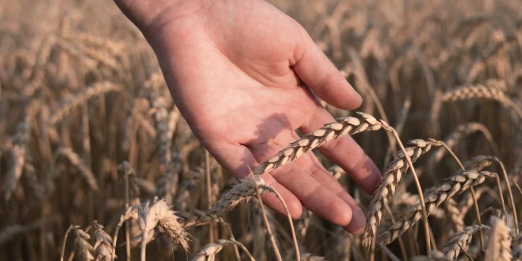 Separating the Wheat from the Chaff Daily Walk Devotional