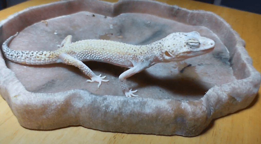 Leopard gecko stress signs Daily With Pets
