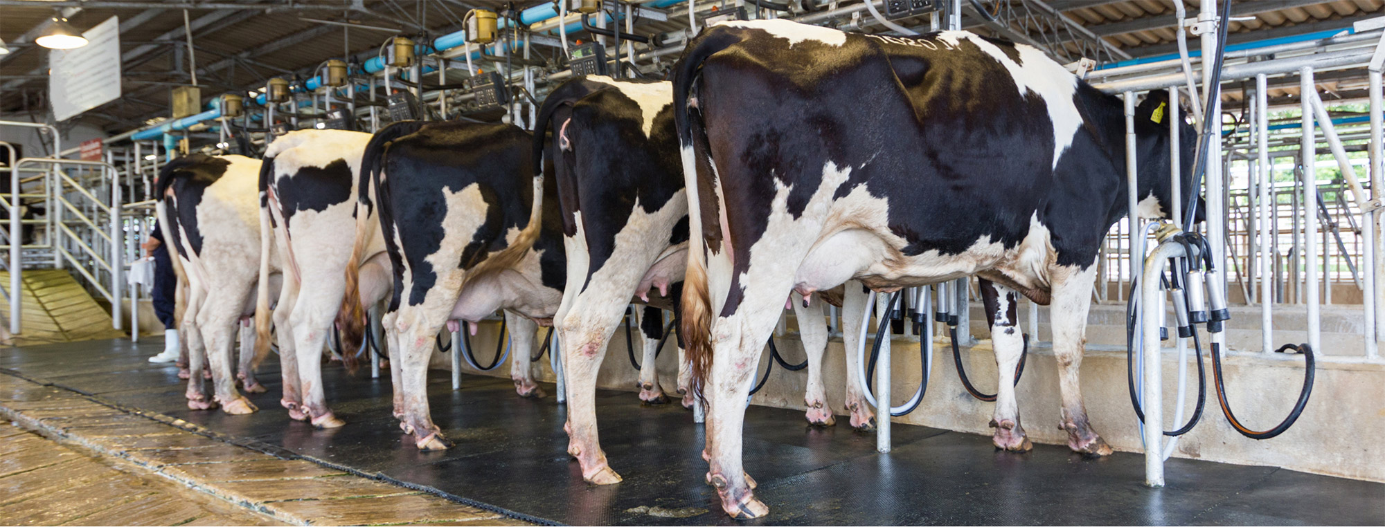 South Australian dairy snapshot DAIRYSAFE