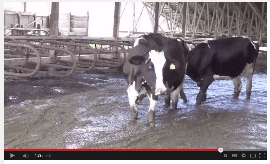 PETA’s Undercover North Carolina Dairy Farm Video.