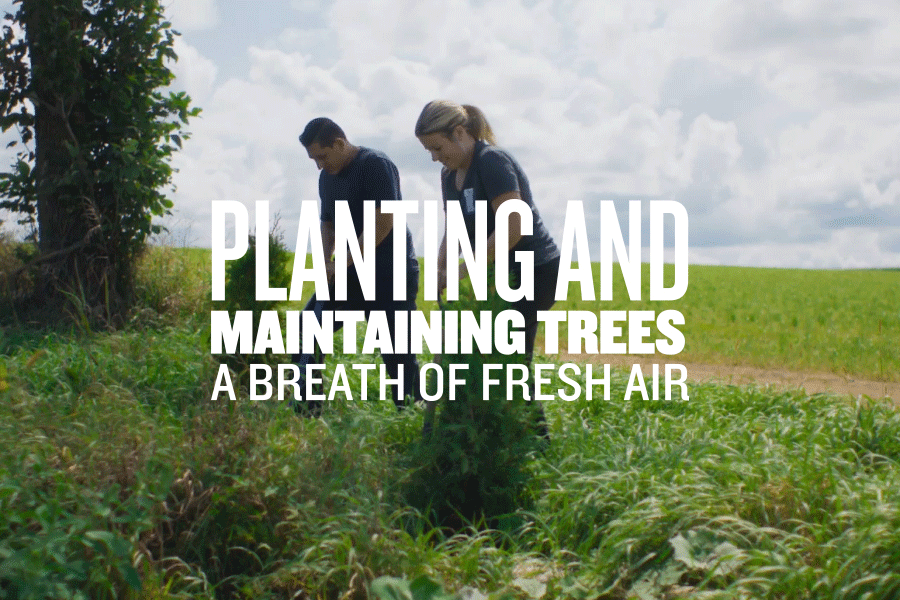 Planting and Maintaining Trees A Breath of Fresh Air Dairy Farmers