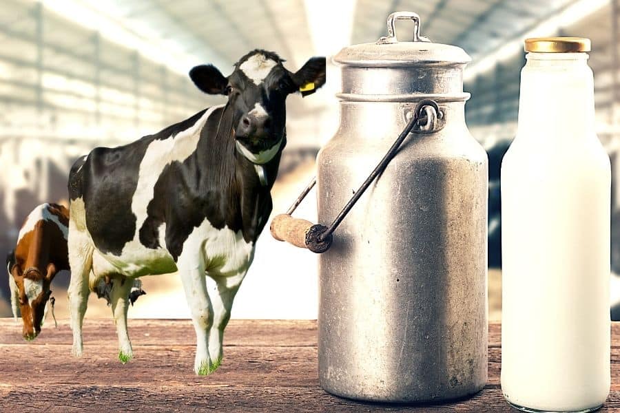How To Increase Milk In Cows Naturally? (10 Simple Steps)