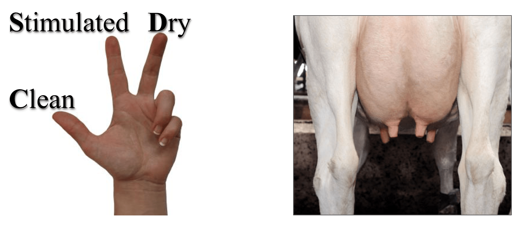 Milk quality and antibiotic residue avoidance Dairy Nutrition and Reproduction
