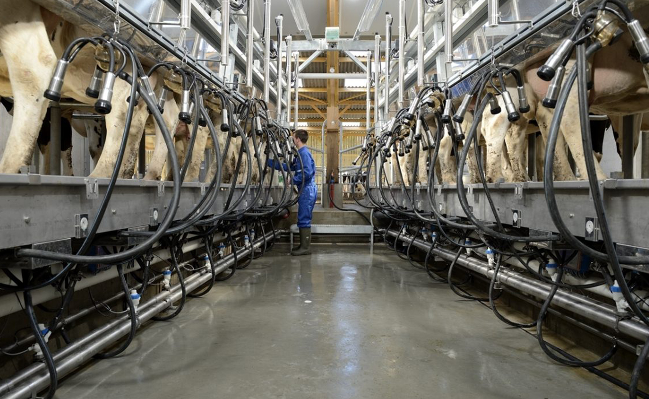 BouMatic Automatic Milking Parlor Installed Friendship Dairies