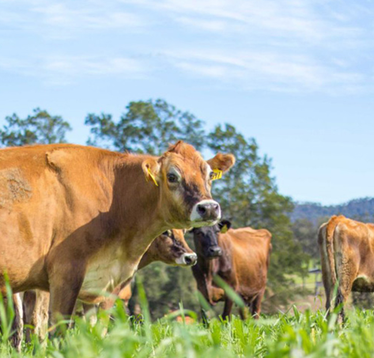 JERSEY COWS Dairy Solution Pvt Ltd