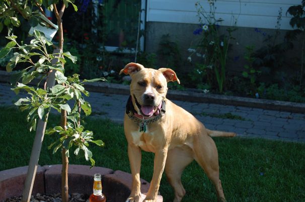 Brantford SPCA daisyfoundation.ca