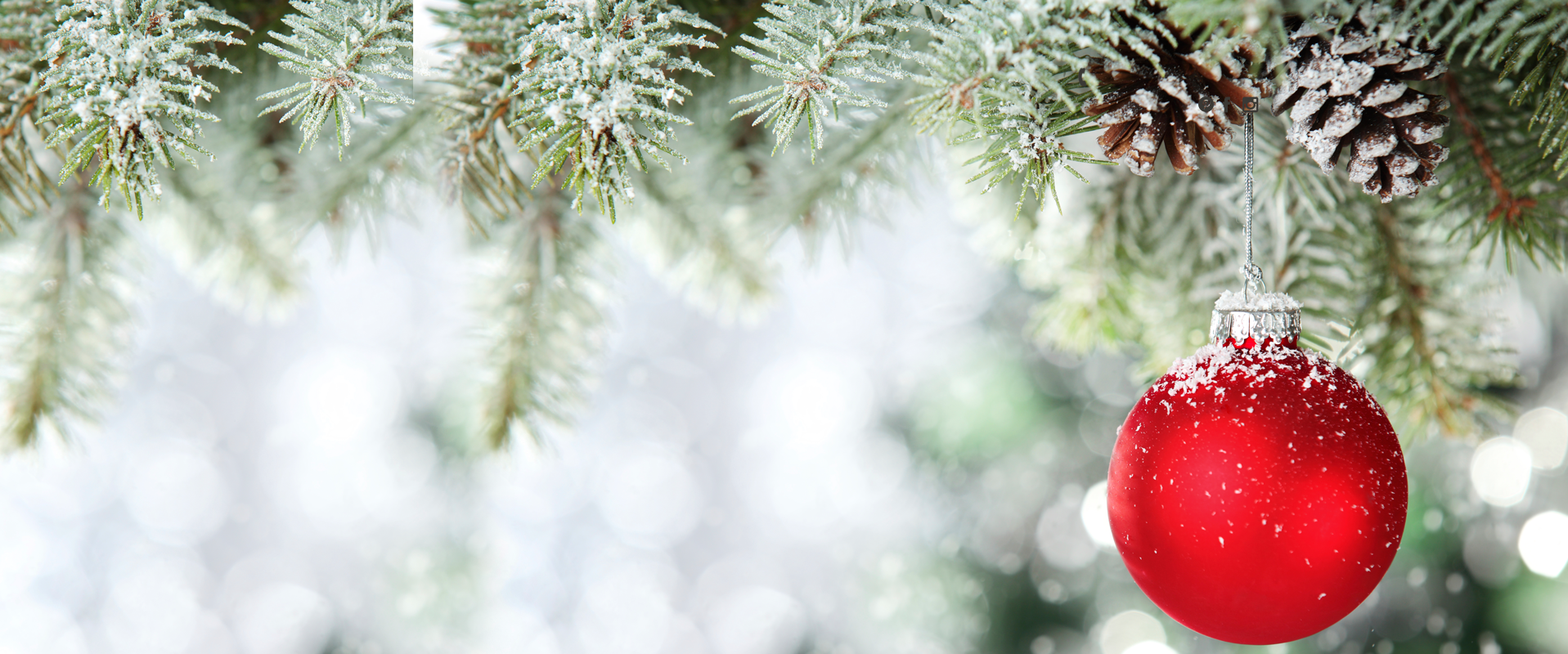 xmas_banner_02 Daisy Nook Garden Centre