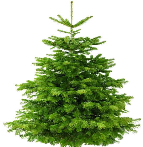 Daisy Nook Garden Centre Daisy Nook Garden Centre