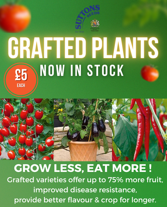 GRAFTED PLANTS Mailchimp Daisy Nook Garden Centre