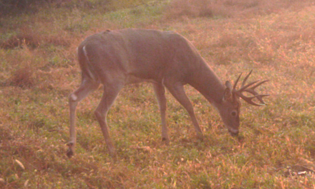 2021 Deer Gun Lottery Open, 72,200 Tags Available