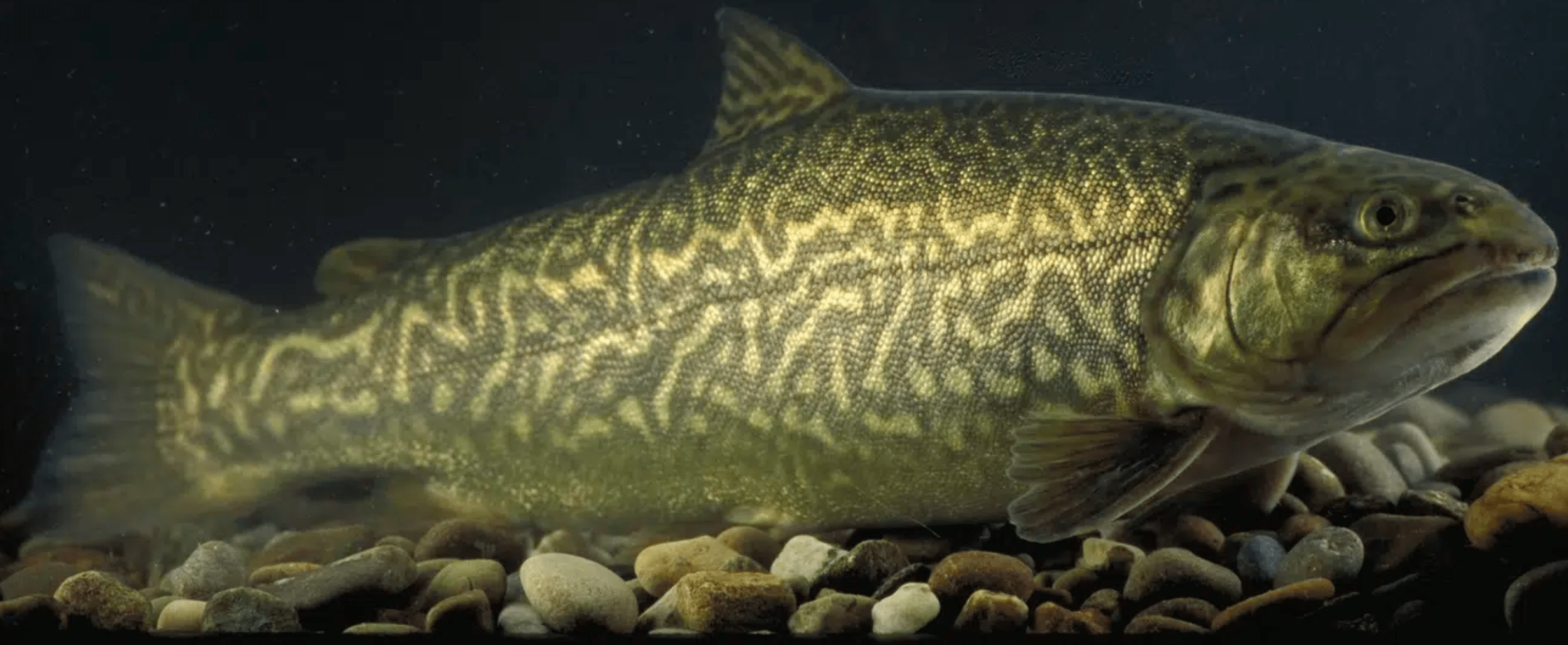 Tiger Trout to hit Two ND Lakes