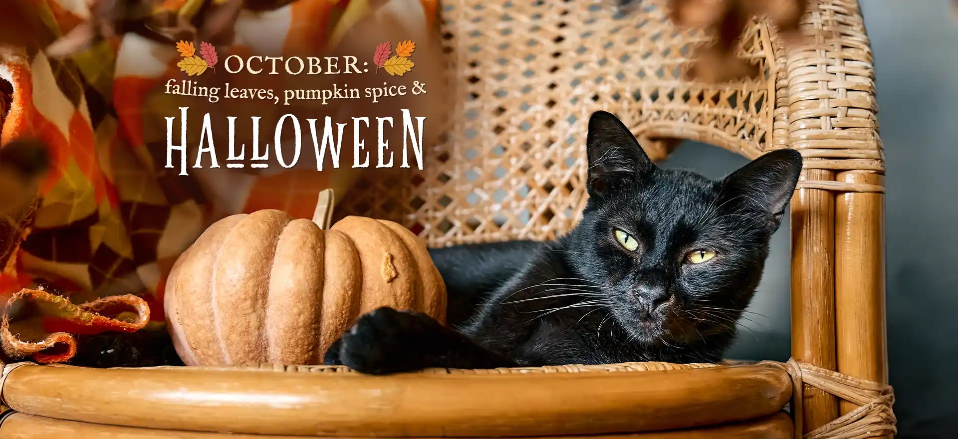 Vet Clinic Rapid City & Black Hills, SD Dakota Hills Veterinary Clinic