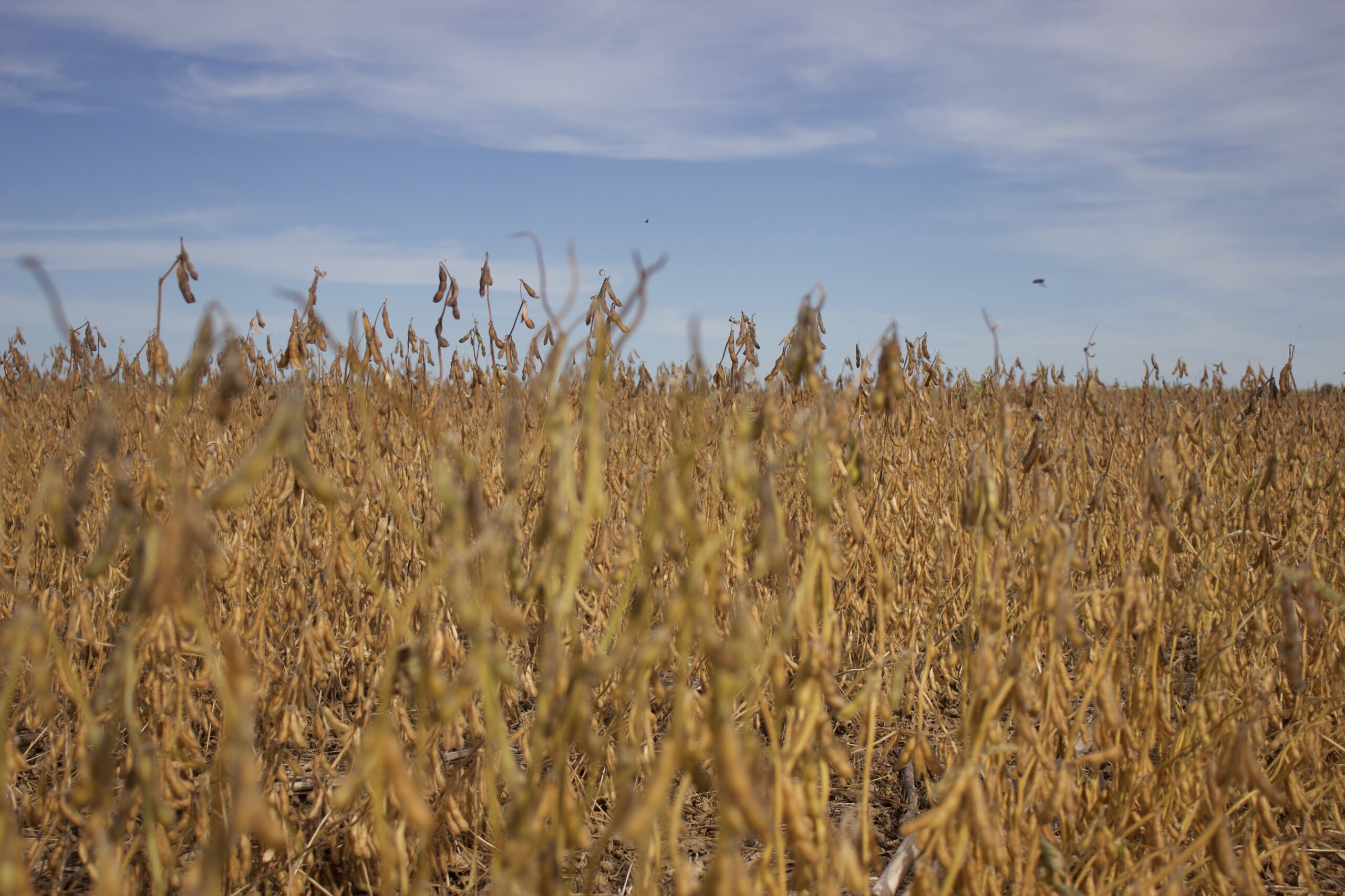 Potter County Land Auctions for Sale Gettysburg South Dakota
