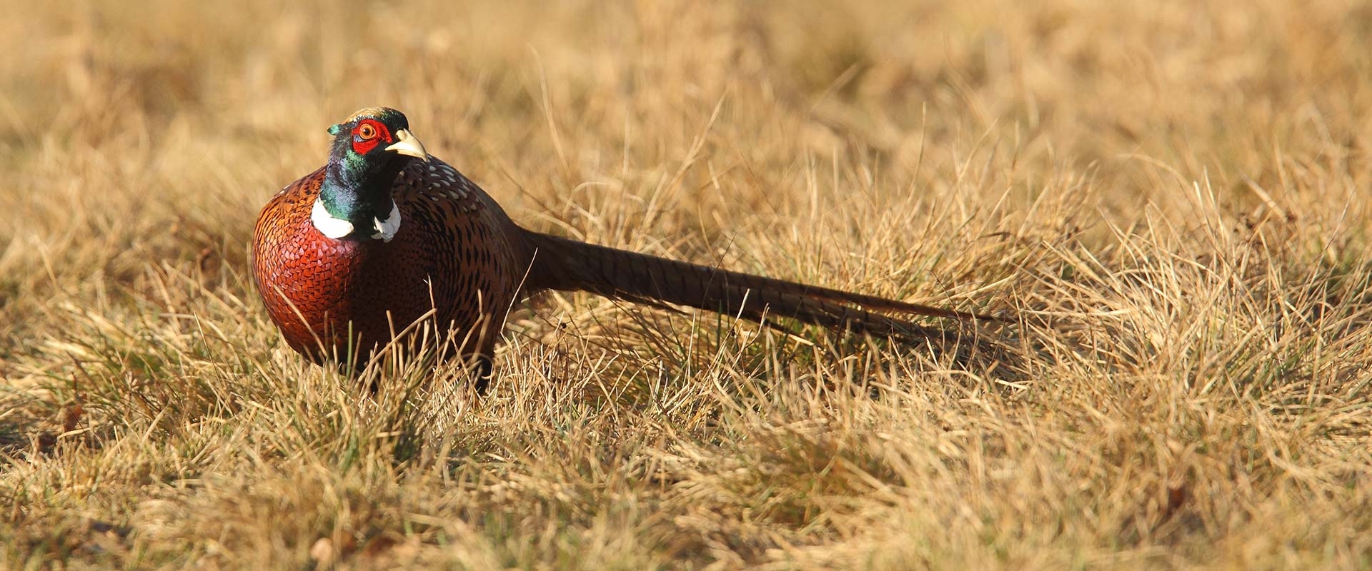 Dakota Prairie Holidays Unmatched hunting getaway with a private