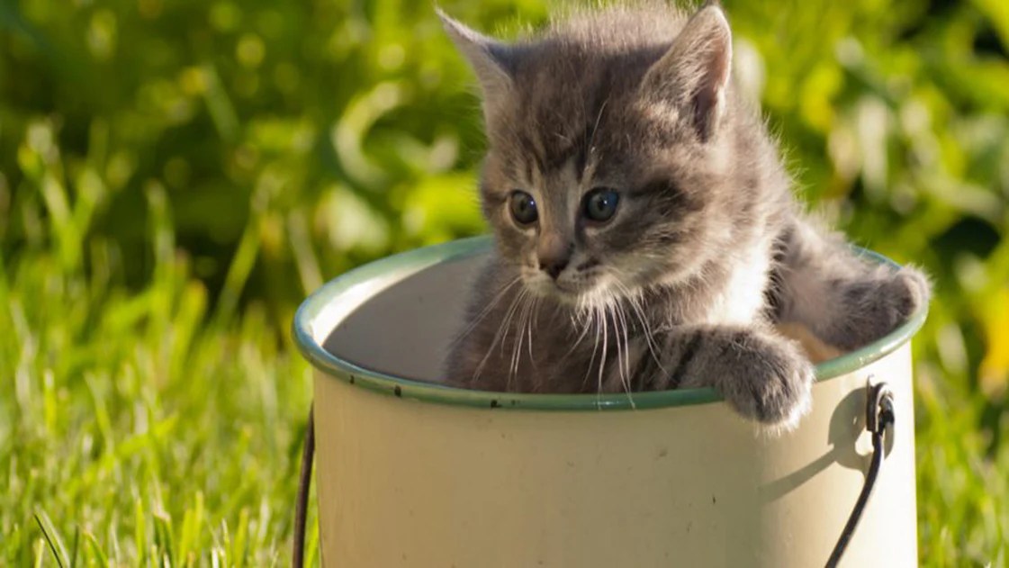 Keeping Cats Out Of Your Garden DakPets