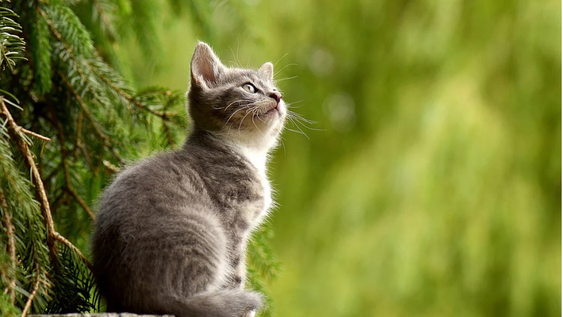 Great Gifts For Cat Lovers DakPets