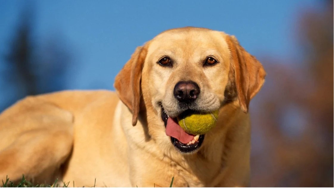 6 Easy Ways to Find a Good Dog Training Professional DakPets