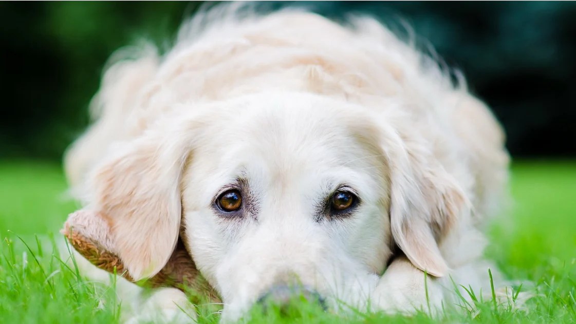 When Do You Use A Dog Seat Cover...? DakPets